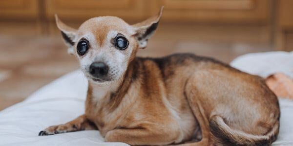 senior chihuahua with cloudy eyes