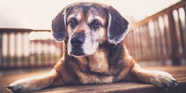 senior mixed breed dog lying on a deck outside