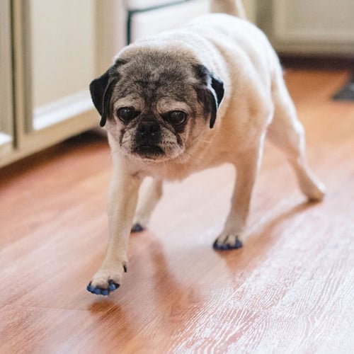 Getting Traction: Non-Slip Floor Covering Ideas for Older Dogs and Dogs  with Mobility Issues