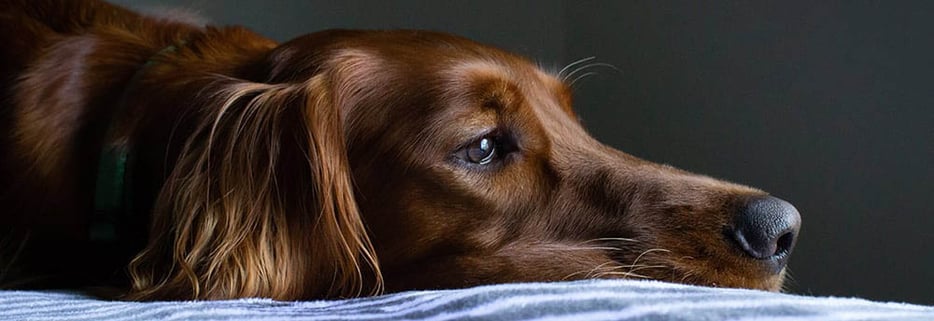 How To Help Separation Anxiety In Dogs For Back To Work