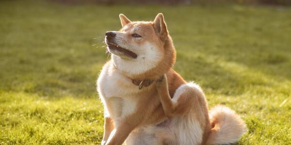 shiba inu scratching neck because of fleas