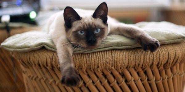 siamese cat lying down stretching