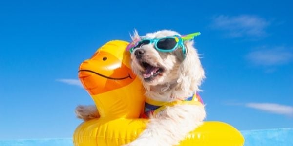 how to keep dogs cool outside in hot weather