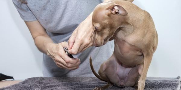 After my dog's nails are clipped, are the nails briefly susceptible to  possibly an infection? Is it perfectly safe to have their nails clipped? -  Quora