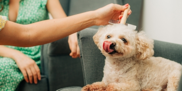 matted dog hair cut