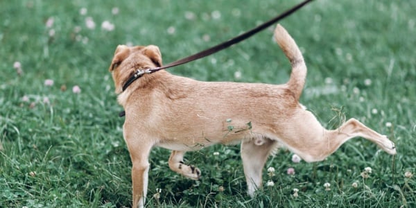 why do dogs scratch grass after they poop