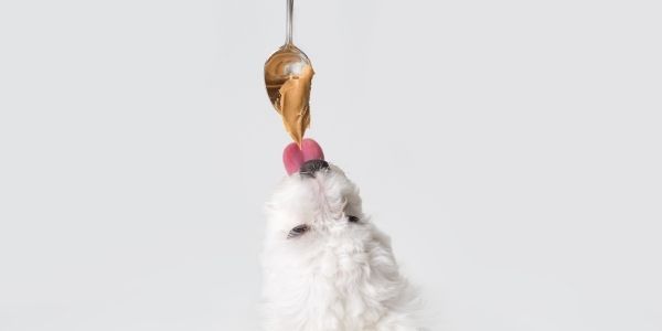 peanut butter sweetener bad for dogs