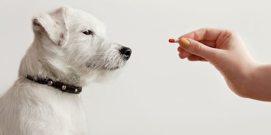 small white dog looking at hand holding a supplement