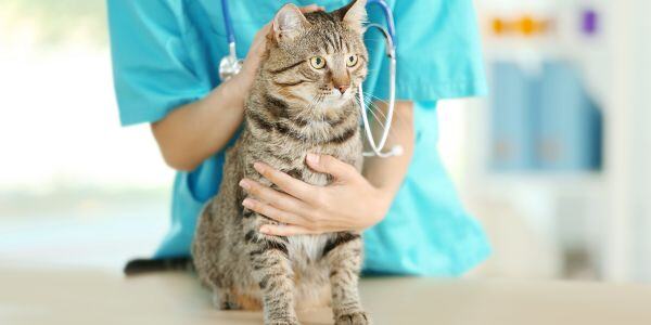 tabby cat being examined at the vet