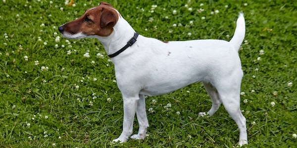 terrier practicing stand cue