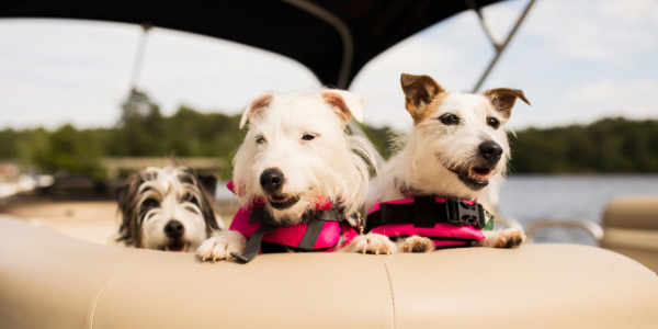 life jackets for dogs academy