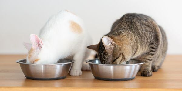 two cats eating from separate steel bowls-shutter