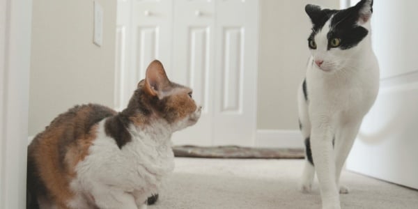 two cats facing off to fight