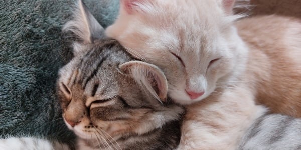 two cats snuggling