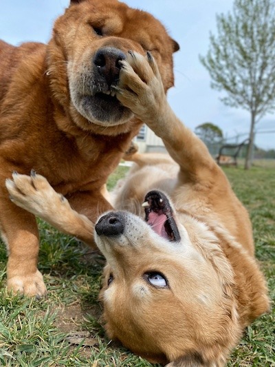 two dogs playing together 