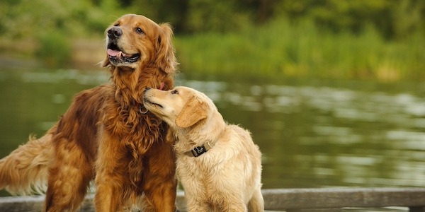 two golden retrievers together