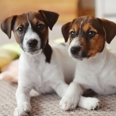 Secondary Poisoning in Household Pets?