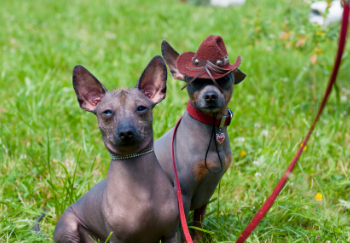 two mexican hairless dogs one wearing a cowboy hat 3550 canva