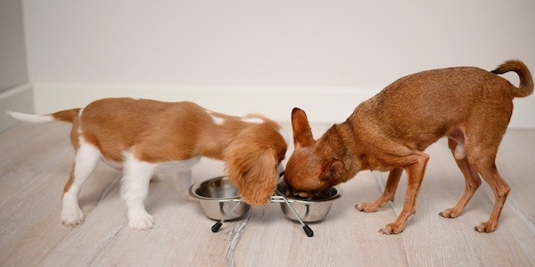 two small dogs eating near each other