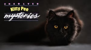 olösta kitty pee mysteries