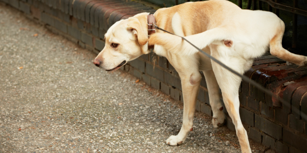 Why You Should Watch Your Dog Pee