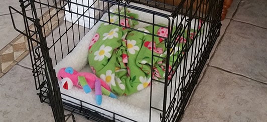 Tips For an Indoor Cage Set-Up