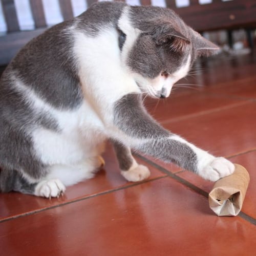 Rolling Puzzles - Food Puzzles for Cats