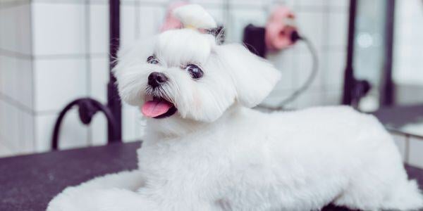 white maltese after being groomed