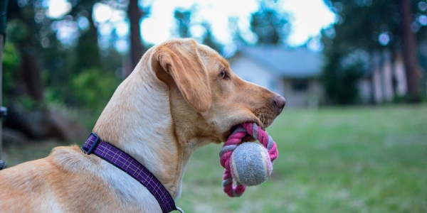 dog uninterested in toys