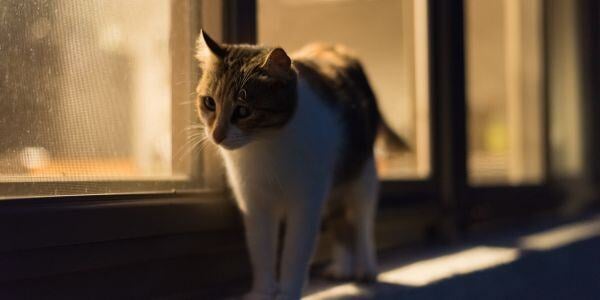 young cat walking outside a window at night-canva