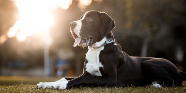 young great dane lying down in the park