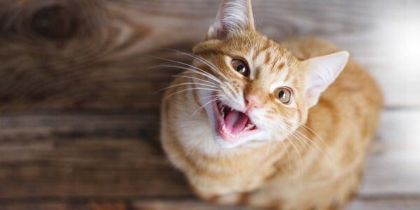 young orange cat meowing after being adopted