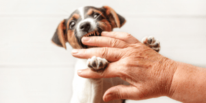 young small terrier puppy jumping on and nipping hand 600 canva