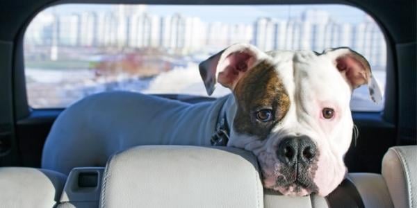 How to Calm Dogs on Long Car Rides?: Stress-Free Tips