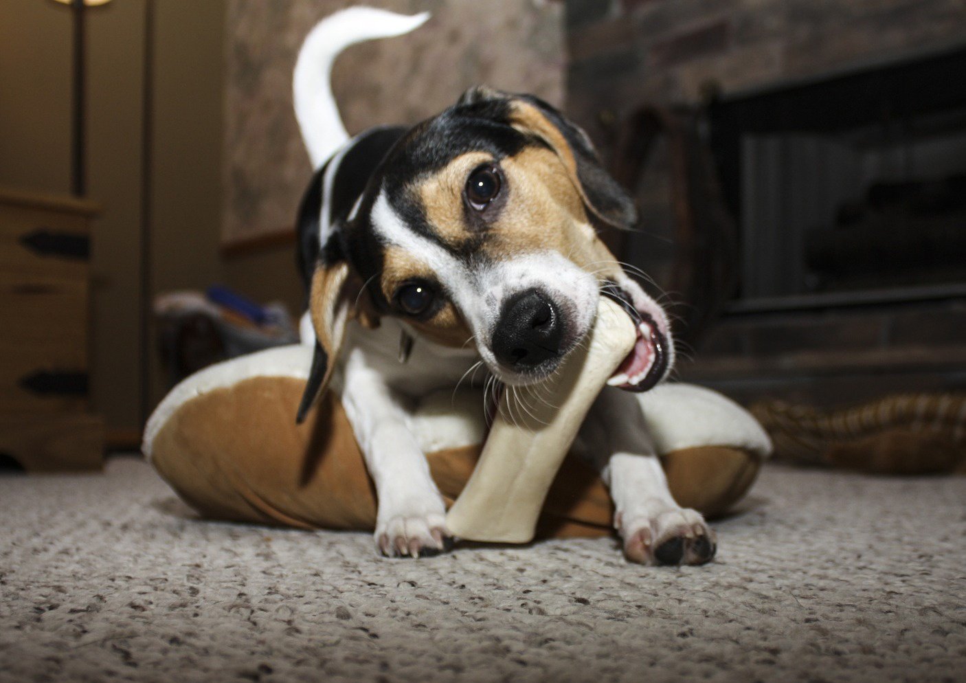 safe chew bones for dogs