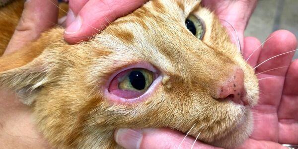 cat with conjunctivitis