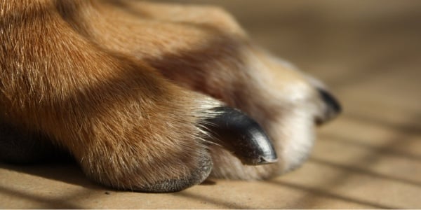 How Often Should Your Dog's Nails? Preventive Vet