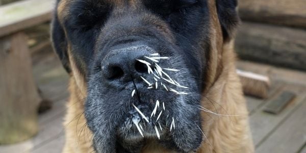 porcupine quill injuries in dogs