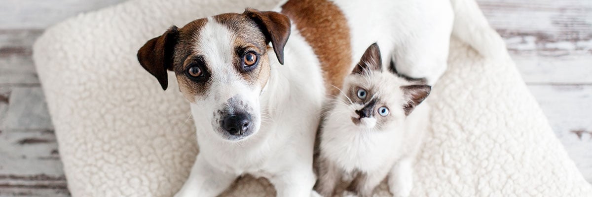 dog and cat snuggling on rug - preventive vet homepage