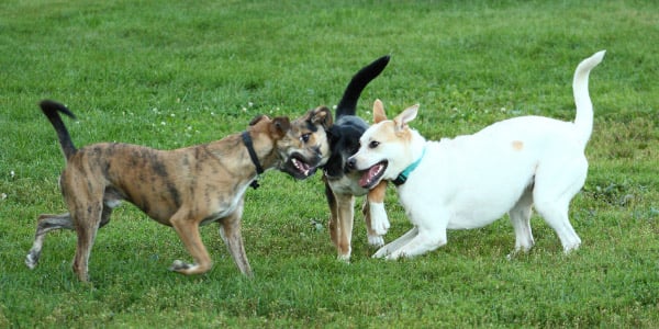 Does playing Tug of War come naturally to dogs? – Tagged BRAND_USA-K9