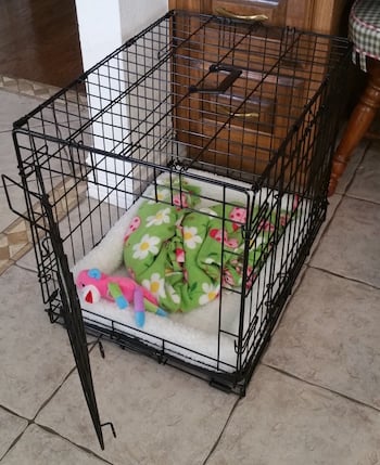 safe toys for puppies in crate