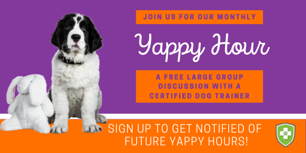 Yappy Hour | Virtual Dog Workshops Free Courtesy of Preventive Vet