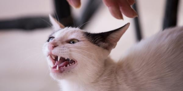 Find Out Why Your Cat Is Suddenly Aggressive