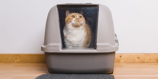 KITTYGOHERE Senior Cat Litter Box, Sand, Small 