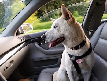 dog travel restraints