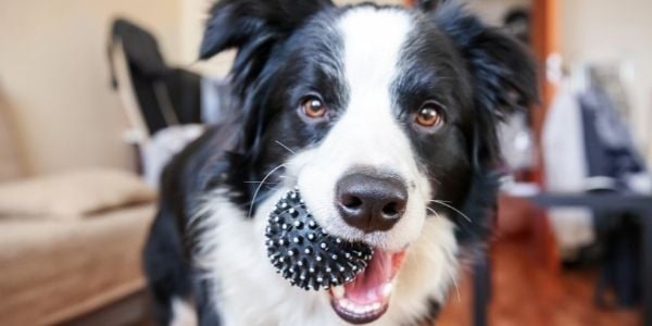 https://www.preventivevet.com/hubfs/border%20collie%20with%20a%20rubber%20toy%20in%20his%20mouth-shutter.jpg#keepProtocol