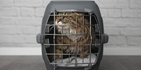 cat in cat carrier