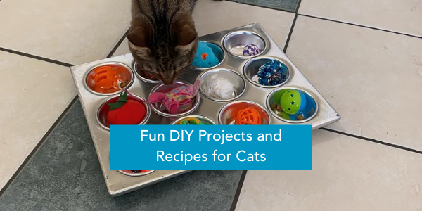 Fun DIY Projects and Recipes for Cats