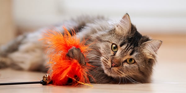 6 Cat Enrichment Toys to Cure Your Kitty's Boredom – Furtropolis