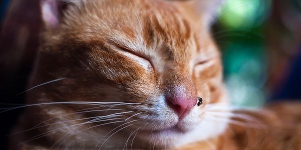 can mosquitoes bite cats and dogs